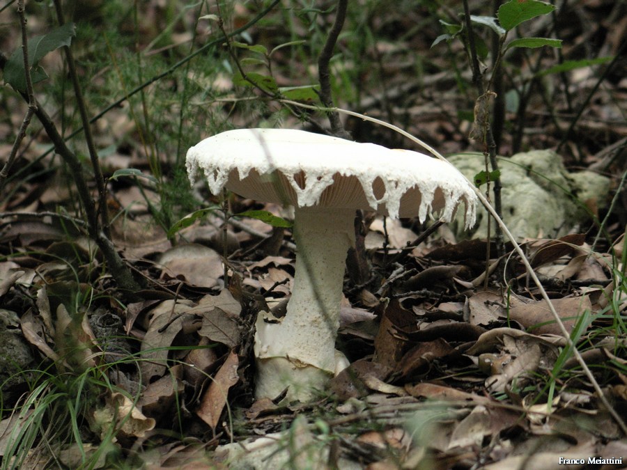 Amanita ovoidea story